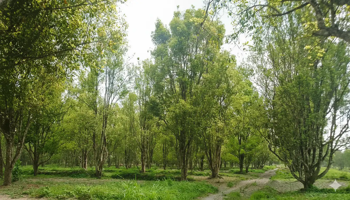 Perkebunan Cengkeh Dukuh Pereng